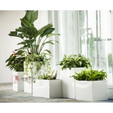 專注室內(nèi)綠植服務(wù)8年，綠植租賃，免費(fèi)養(yǎng)護(hù)，一站式商務(wù)空間